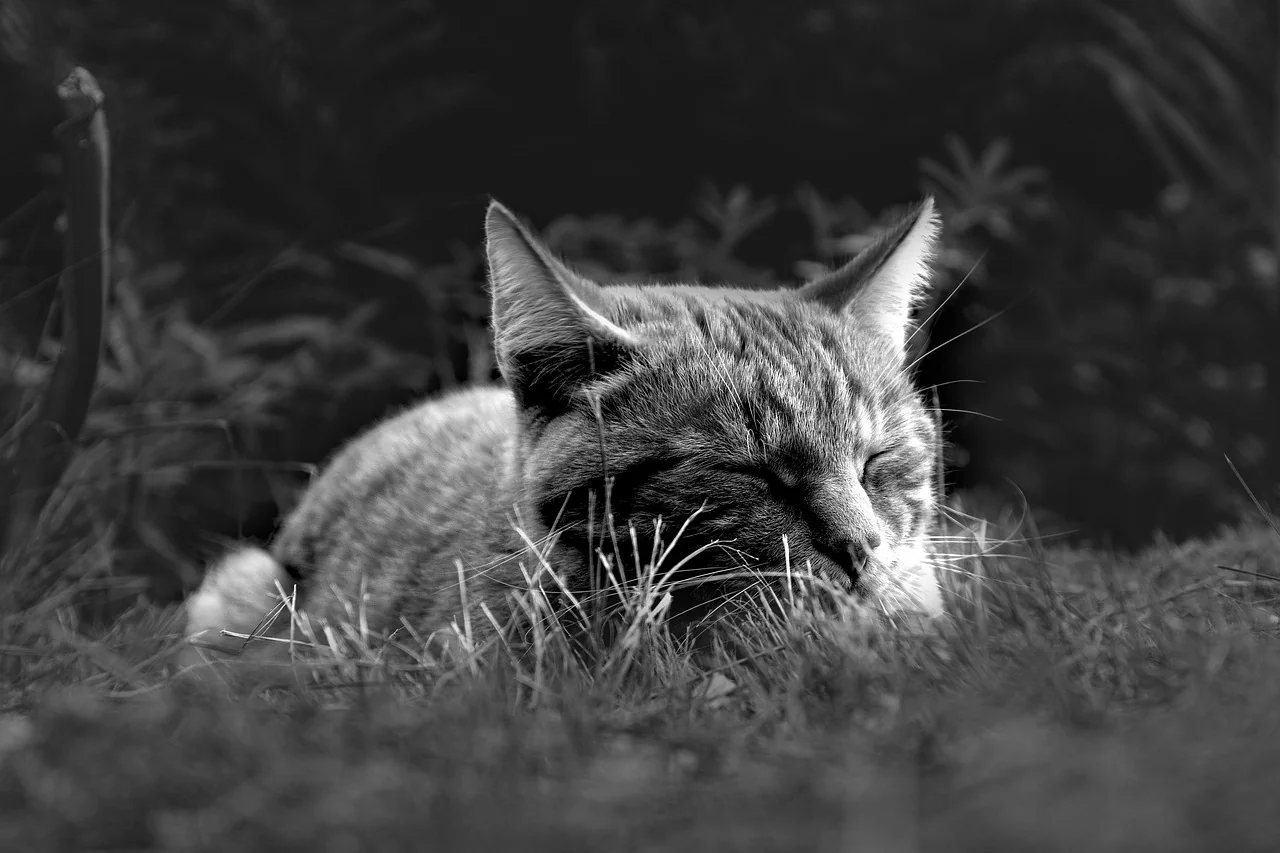 Power nap guided meditation - stock photo